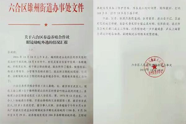 交匯點(diǎn)10月10日消息， 10日晚上，一則消息在南京人的朋友圈和微信群里瘋傳，網(wǎng)傳消息稱：六合雄州街道山北村一個(gè)農(nóng)莊私自養(yǎng)眼鏡蛇，幾天前突然跑出來(lái)了，估計(jì)二三百條。交匯點(diǎn)記者向六合區(qū)委宣傳部相關(guān)人士求證，證實(shí)了此事確實(shí)發(fā)生。