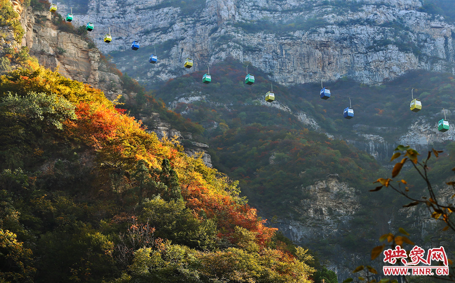 索道下的山坡，陽光灑在色彩繽紛的樹葉上