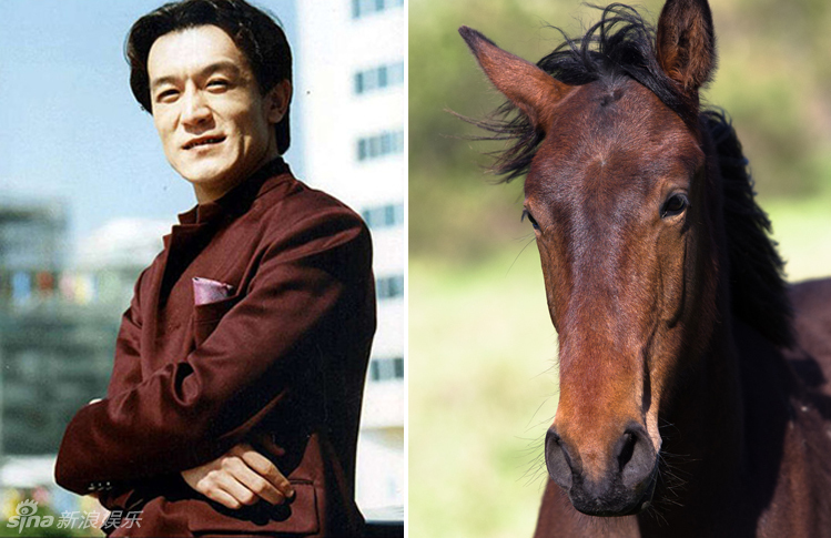 不小心就撞臉了！盤點(diǎn)動(dòng)物界的明星相