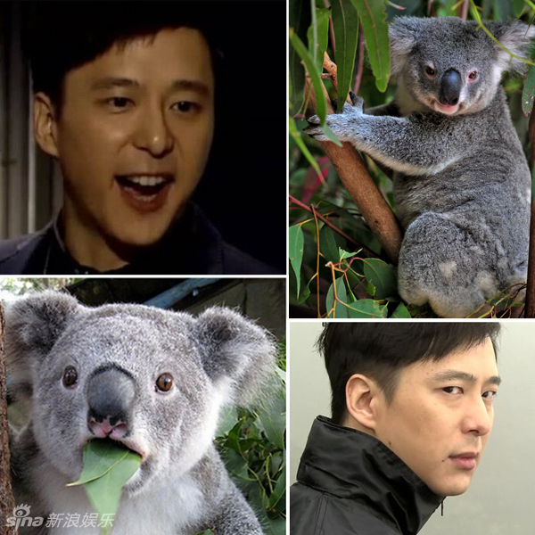 不小心就撞臉了！盤點(diǎn)動(dòng)物界的明星相