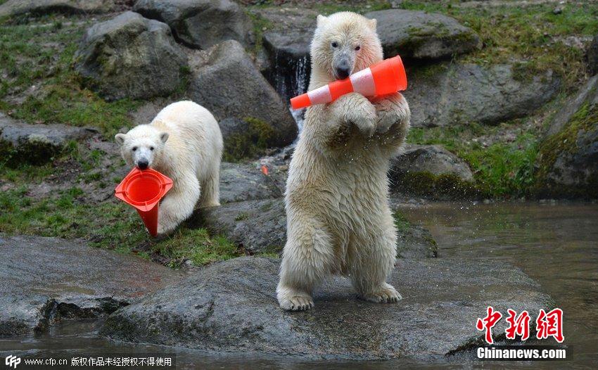 德國雙胞胎北極熊生日派對玩轉(zhuǎn)交通錐標(biāo) 德國雙胞胎北極熊生日派對玩轉(zhuǎn)交通錐標(biāo)