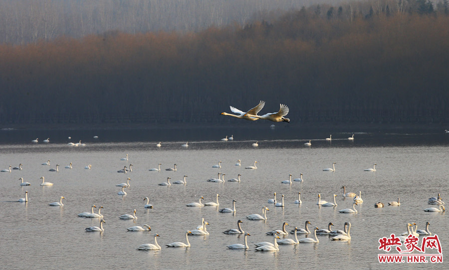 比翼雙飛 比翼雙飛