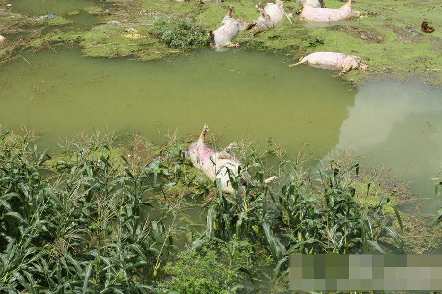 廣西一養(yǎng)殖場(chǎng)被淹 1.6萬余頭死豬浸泡水中 廣西一養(yǎng)殖場(chǎng)被淹 1.6萬余頭死豬浸泡水中