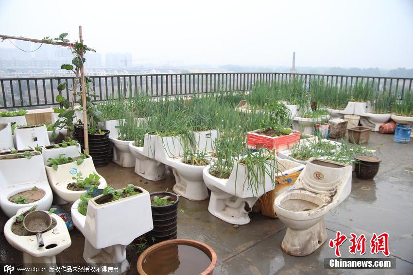 公共天臺(tái)變菜園 公共天臺(tái)變菜園