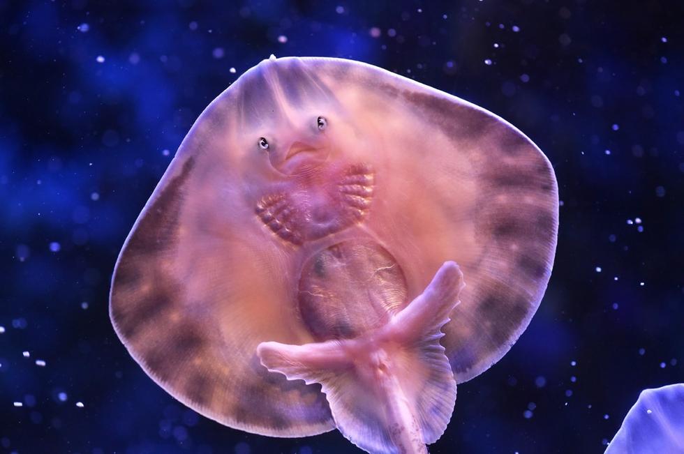 它頭上長得像眼睛的東西其實是它腹部的腮。