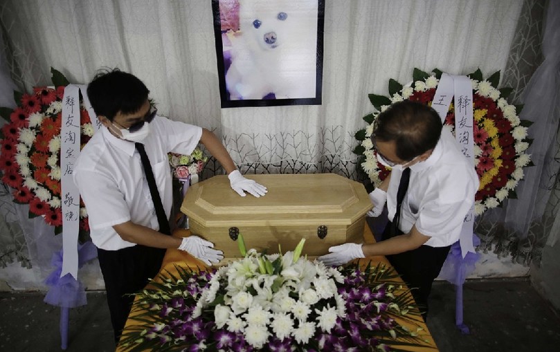 工作人員將寵物狗的靈柩放在靈堂上。