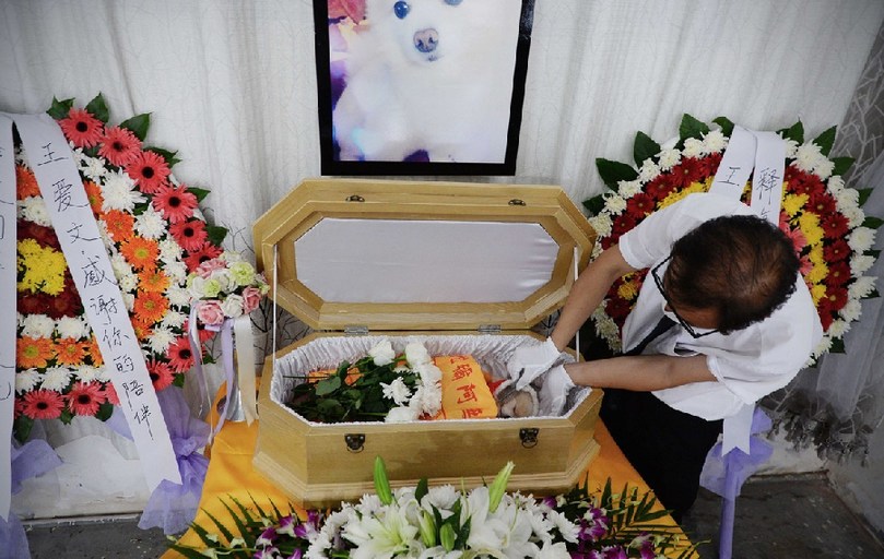 一名工作人員給狗狗整理儀容。