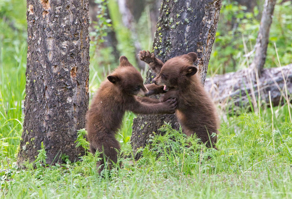 兩只萌噠噠的小熊在一顆大樹下玩躲貓貓，一會突然跳出來嚇唬對方，一會對著彼此做鬼臉，逗趣模樣讓人忍不住捧腹大笑。