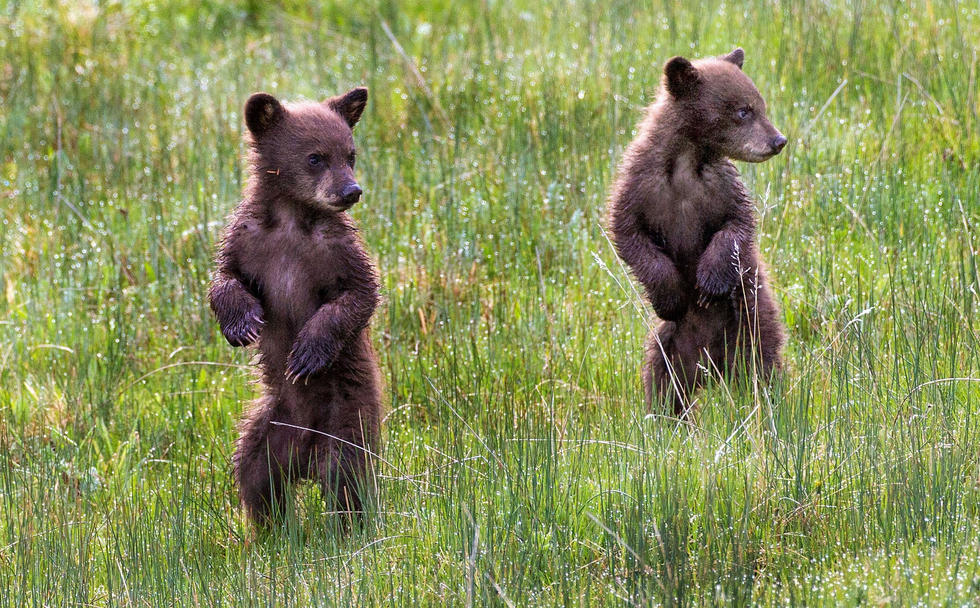 當看到這些可愛的小熊照片時，你的心一定被它們的模樣給萌化了吧！