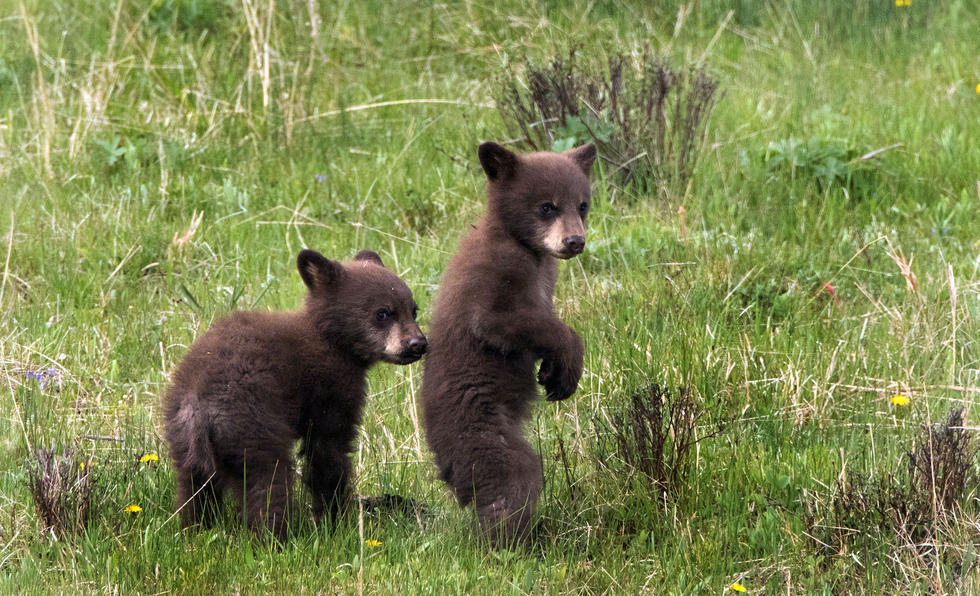兩只萌噠噠的小熊在一顆大樹下玩躲貓貓，一會突然跳出來嚇唬對方，一會對著彼此做鬼臉，逗趣模樣讓人忍不住捧腹大笑。