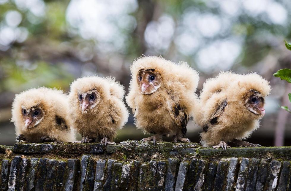 日前，九江市都昌縣蔡嶺鎮(zhèn)的曹女士上山采茶籽時，撿到5只可愛的雛鳥。經(jīng)野保工作人員鑒定，這5只雛鳥為國家二級野生保護動物猴面鷹，目前已被送往鳥類保護組織進行救護。