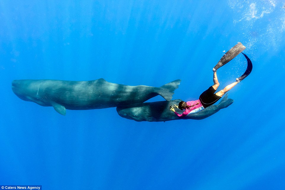 照片記錄潛水員與抹香鯨的“親密瞬間” 照片記錄潛水員與抹香鯨的“親密瞬間”