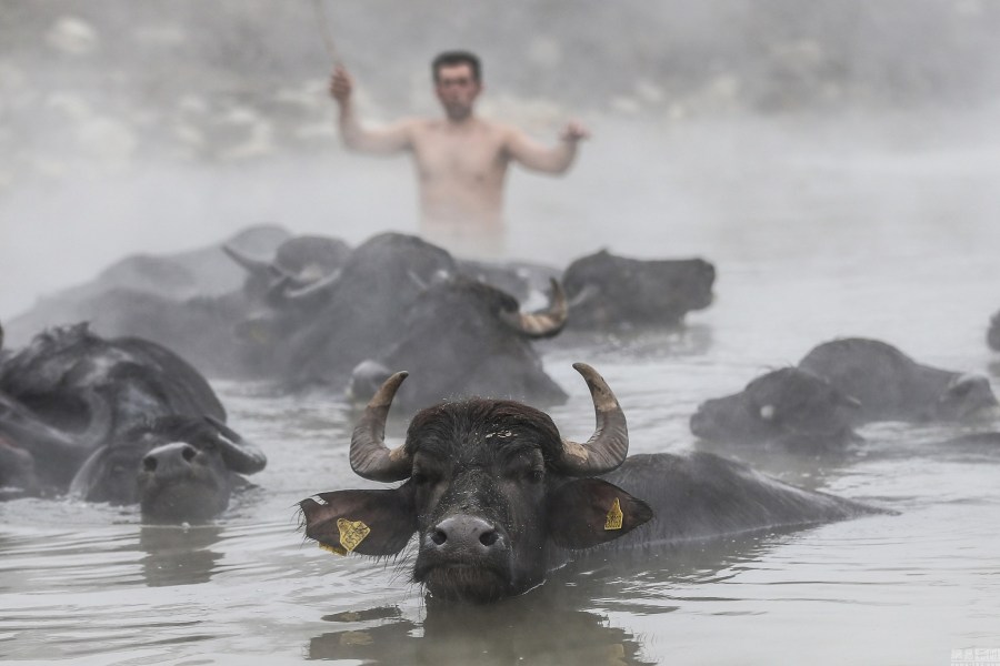 土耳其一溫泉受追捧 村民帶牛馬泡溫泉 土耳其一溫泉受追捧 村民帶牛馬泡溫泉