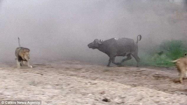 然后在獅群還在打架時(shí)悄悄地溜走了，留下一個(gè)瀟灑的背影。