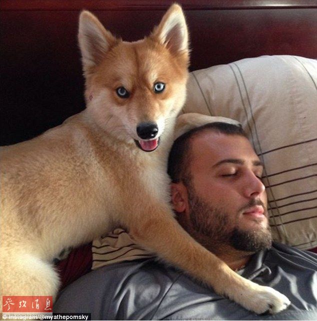 狐貍還是狗？藍(lán)眼睛萌寵走紅網(wǎng)絡(luò)