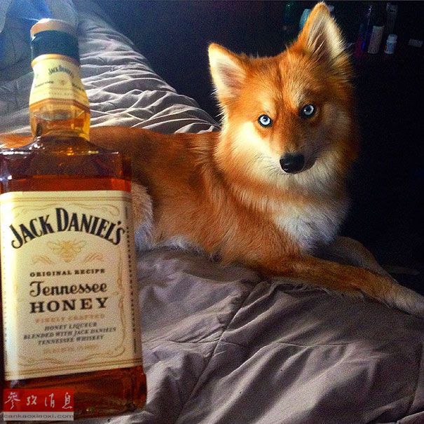 狐貍還是狗？藍(lán)眼睛萌寵走紅網(wǎng)絡(luò)