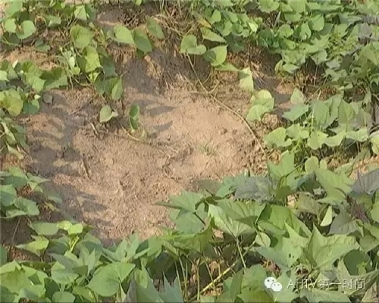 男子紅薯地用槍誤殺女童 說(shuō)“原來(lái)不是兔子”后離開