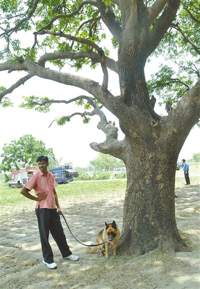 兩名少女在這棵樹上被吊死。