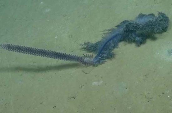 罕見紫色管水母現(xiàn)身墨西哥灣(圖) 罕見紫色管水母現(xiàn)身墨西哥灣(圖)