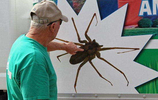 美家庭新買(mǎi)住房中發(fā)現(xiàn)6000只毒蜘蛛 獲賠47萬(wàn)美元(組圖) 美家庭新買(mǎi)住房中發(fā)現(xiàn)6000只毒蜘蛛 獲賠47萬(wàn)美元(組圖)