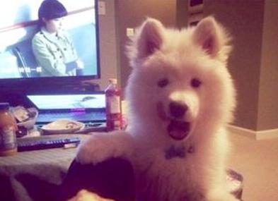 已經(jīng)被他人領(lǐng)養(yǎng)的Bosco。（加拿大《世界日?qǐng)?bào)》援引CBC）