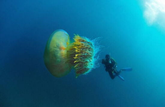 巴西攝影師日本深海拍到巨型越前水母 巴西攝影師日本深海拍到巨型越前水母