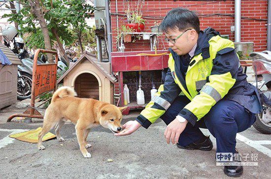 圖中這只柴犬生性好動,逢人就搖起臀部及尾巴 圖中這只柴犬生性好動,逢人就搖起臀部及尾巴