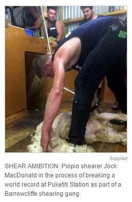 男子8小時內為2910只羊剪毛 男子8小時內為2910只羊剪毛