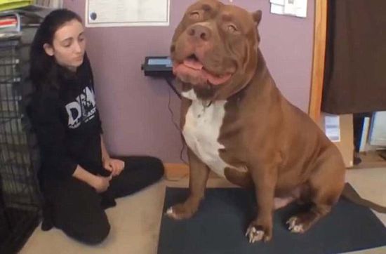 “浩克”體重約79公斤，或?yàn)槭澜缱钆诸^牛犬