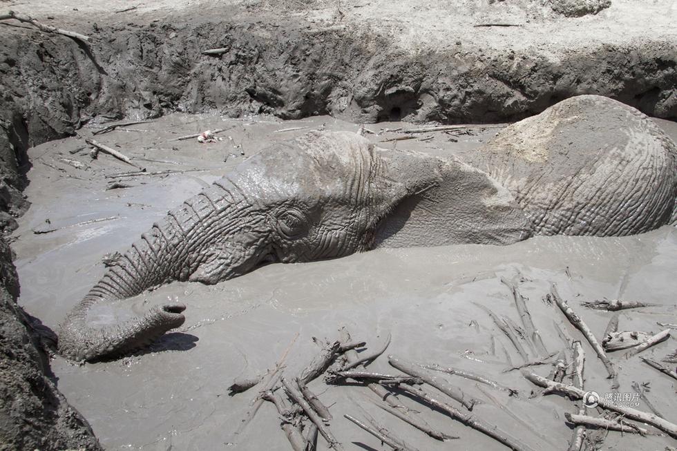 肯尼亞用挖掘機(jī)救身陷泥坑大象 肯尼亞用挖掘機(jī)救身陷泥坑大象