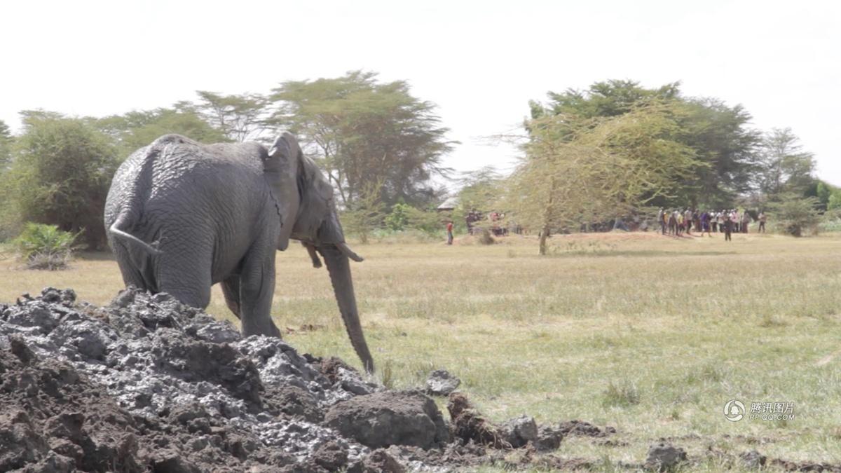 肯尼亞用挖掘機(jī)救身陷泥坑大象 肯尼亞用挖掘機(jī)救身陷泥坑大象