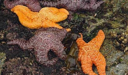 近2年來(lái)，估計(jì)有百萬(wàn)只海星自殺（臺(tái)灣中時(shí)電子報(bào)）