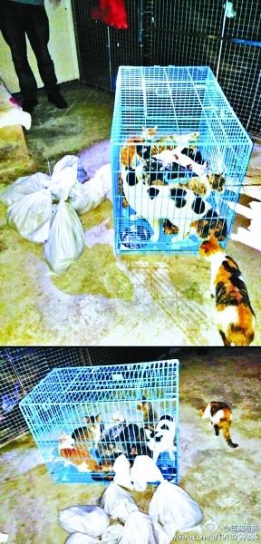 志愿者將放生的貓抓捕回來，這些貓等待領養(yǎng)