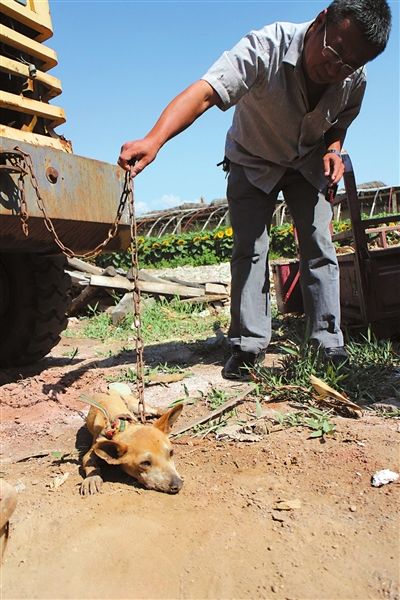 西夏區(qū)農(nóng)牧局工作人員在仔細觀察該動物。