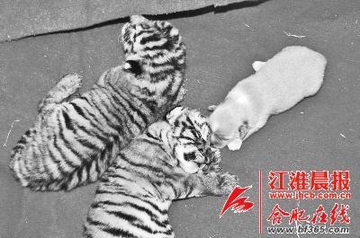 合肥動(dòng)物園東北虎產(chǎn)下“龍鳳胎” 狗媽媽做奶娘 合肥動(dòng)物園東北虎產(chǎn)下“龍鳳胎” 狗媽媽做奶娘