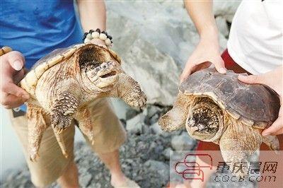 楊先生買來的鱷龜有很強的攻擊性。見習記者 雷鍵 攝