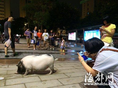 福州少女鬧市遛豬 路人驚呼“八戒”可愛(ài)(圖) 福州少女鬧市遛豬 路人驚呼“八戒”可愛(ài)(圖)