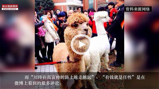 四川某高校請羊駝助陣馬術(shù)專業(yè) 網(wǎng)友稱有錢任性 四川某高校請羊駝助陣馬術(shù)專業(yè) 網(wǎng)友稱有錢任性