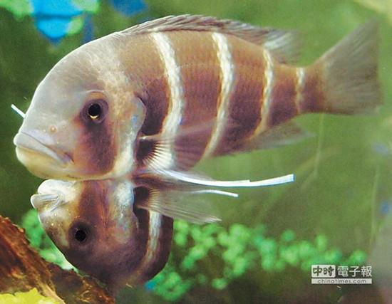 這對(duì)連體魚上面的哥哥體型較大，約是下面弟弟的2倍