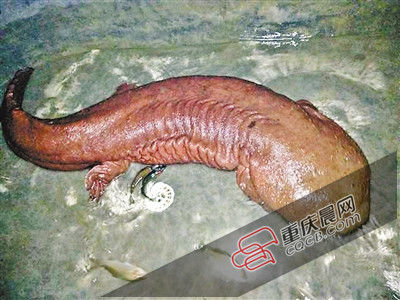 巫山抱龍鎮(zhèn)的超級娃娃魚。