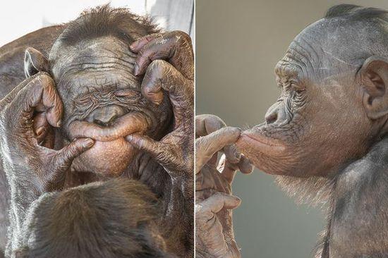 黑猩猩擺各種姿勢拍照。