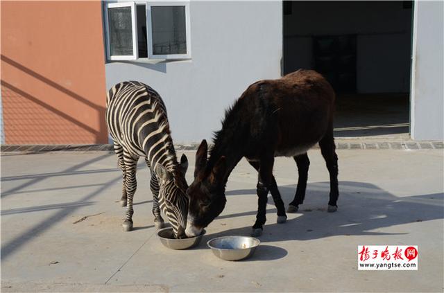 圖斑馬和驢子在一起共同進(jìn)食。