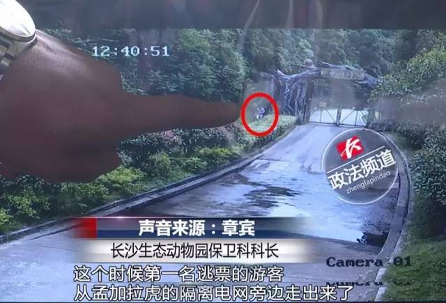 2女1男為逃票翻墻進(jìn)動物園 落地時周圍站了7只虎