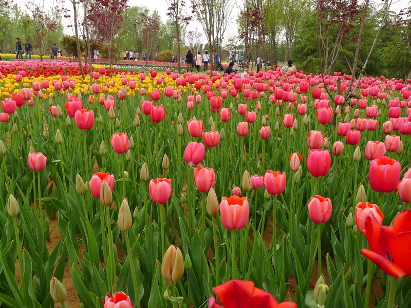 粽子節(jié)遇上兒童節(jié)，你想好去哪了么？