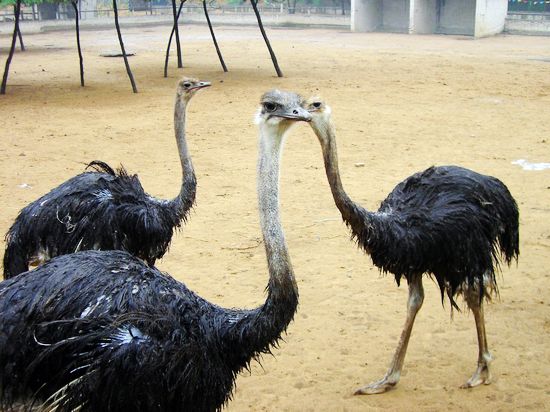 亞洲最大的鴕鳥(niǎo)養(yǎng)殖示范基地 亞洲最大的鴕鳥(niǎo)養(yǎng)殖示范基地