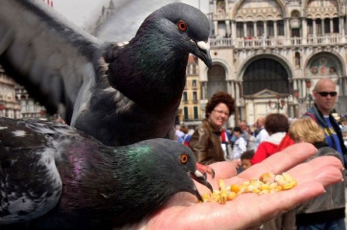 別人地盤 異國旅游不進警察局的妙招 別人地盤 異國旅游不進警察局的妙招