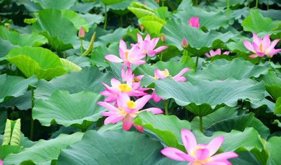 第八屆中國·淮陽龍湖賞荷旅游月開幕 為期兩個(gè)月 第八屆中國·淮陽龍湖賞荷旅游月開幕 為期兩個(gè)月