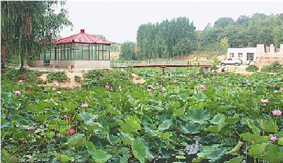 櫻桃溝景區(qū)百畝荷花盛放 垂釣納涼享農(nóng)家 櫻桃溝景區(qū)百畝荷花盛放 垂釣納涼享農(nóng)家