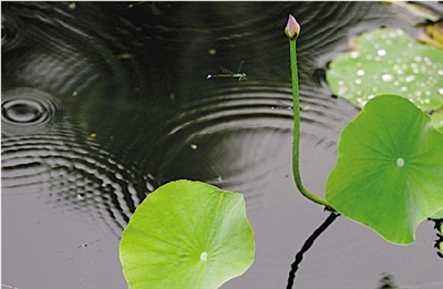 今天全省陰天 局部將有雷陣雨 今天全省陰天 局部將有雷陣雨
