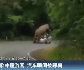 大象沖撞游客 汽車(chē)瞬間被踩扁
